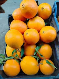 برتقال بصرة
