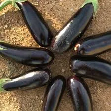باذنجان عروس اسمر